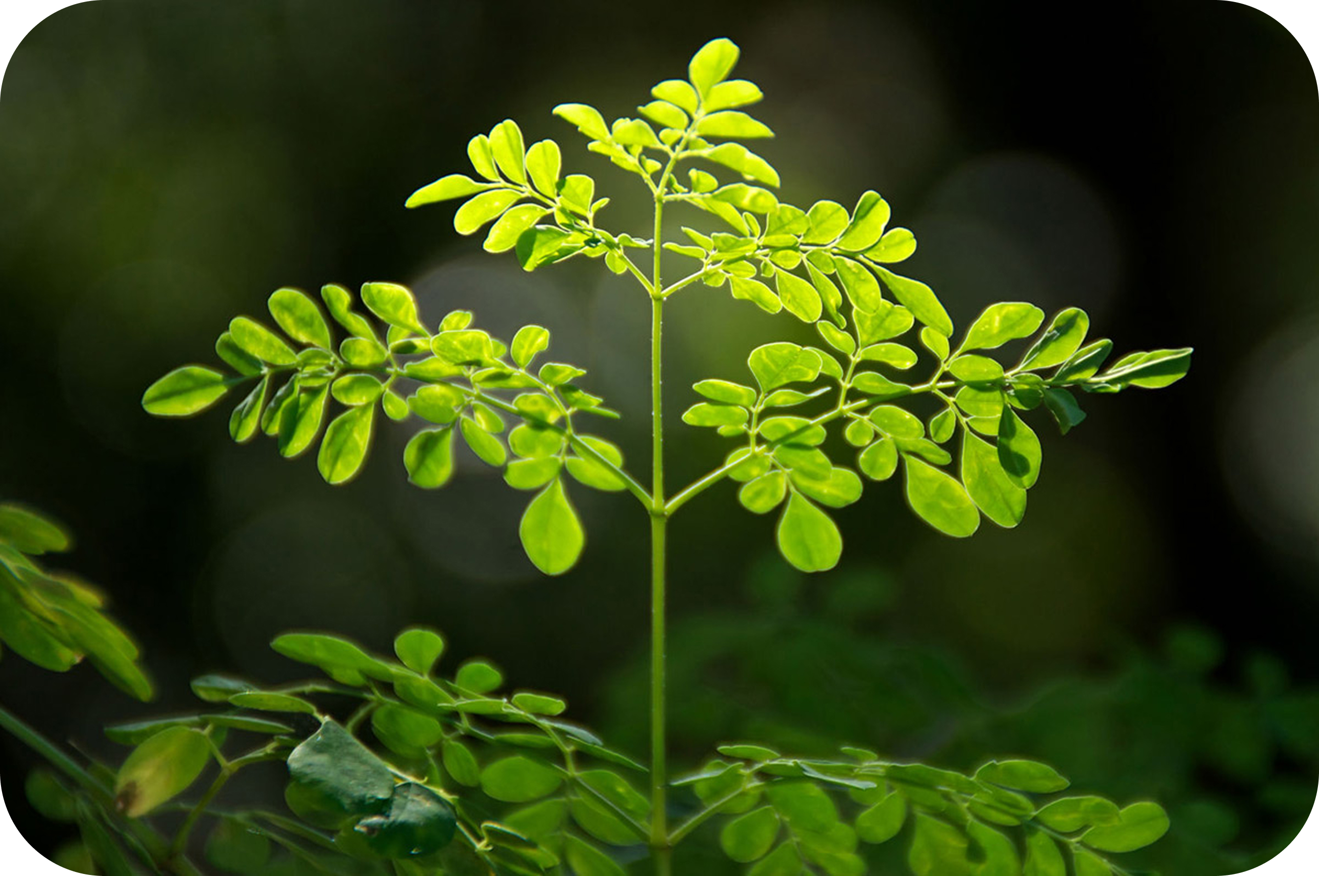 Moringa